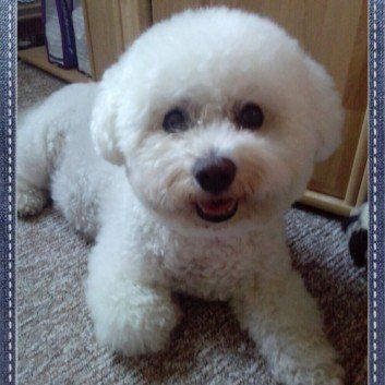 Das Bild zeigt den Hund eines unserer Kunden