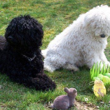 Das Bild zeigt den Hund eines unserer Kunden