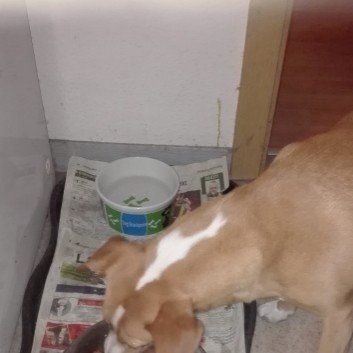 Das Bild zeigt den Hund eines unserer Kunden