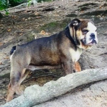 Das Bild zeigt den Hund eines unserer Kunden