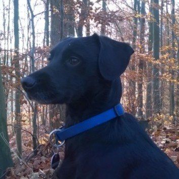 Das Bild zeigt den Hund eines unserer Kunden