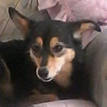 Das Bild zeigt den Hund eines unserer Kunden