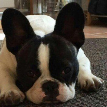 Das Bild zeigt einen Hund aus den Kundenfeedbacks