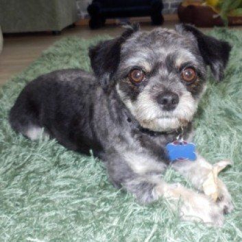 Das Bild zeigt den Hund eines unserer Kunden