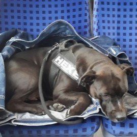 Das Bild zeigt den Hund eines unserer Kunden