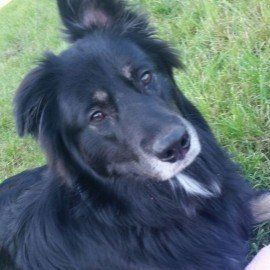 Das Bild zeigt den Hund eines unserer Kunden