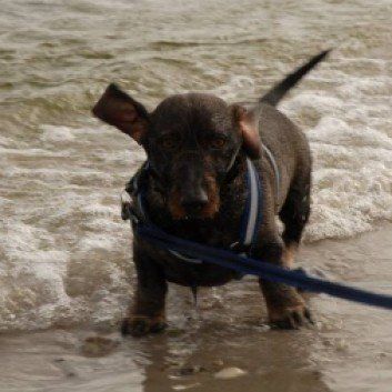 Das Bild zeigt den Hund eines unserer Kunden