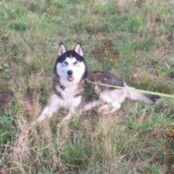 Das Bild zeigt den Hund eines unserer Kunden