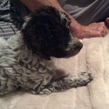 Das Bild zeigt den Hund eines unserer Kunden