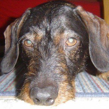 Das Bild zeigt den Hund eines unserer Kunden