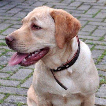 Das Bild zeigt den Hund eines unserer Kunden