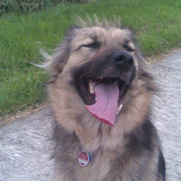 Das Bild zeigt den Hund eines unserer Kunden