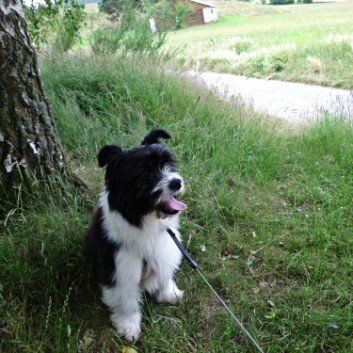 Das Bild zeigt den Hund eines unserer Kunden