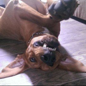 Das Bild zeigt den Hund eines unserer Kunden