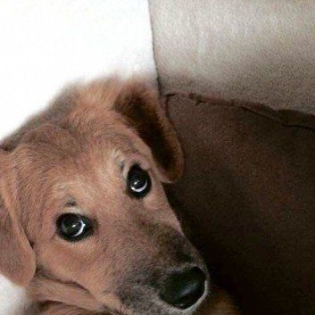 Das Bild zeigt den Hund eines unserer Kunden