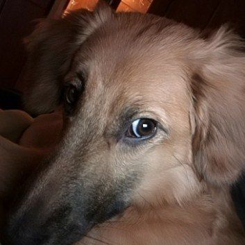 Das Bild zeigt den Hund eines unserer Kunden