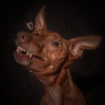 Das Bild zeigt den Hund eines unserer Kunden