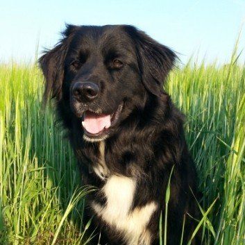 Das Bild zeigt den Hund eines unserer Kunden