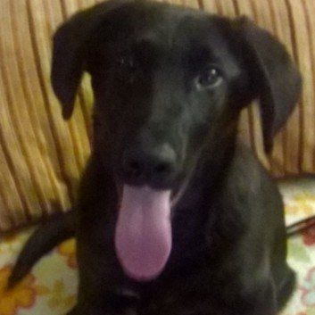 Das Bild zeigt den Hund eines unserer Kunden