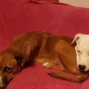 Das Bild zeigt den Hund eines unserer Kunden