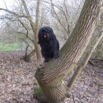 Das Bild zeigt den Hund eines unserer Kunden