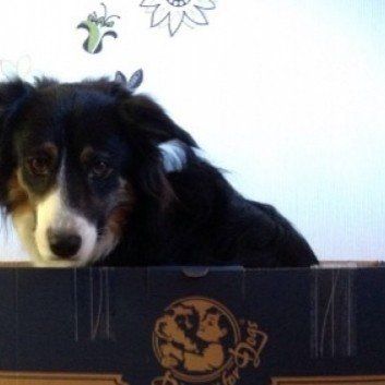 Das Bild zeigt den Hund eines unserer Kunden