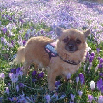 Das Bild zeigt den Hund eines unserer Kunden