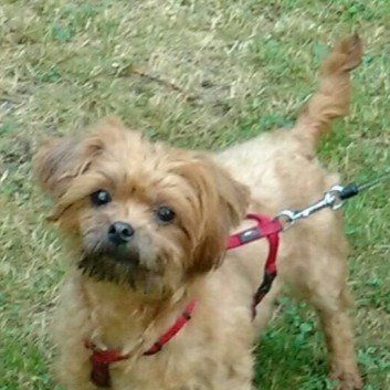 Das Bild zeigt den Hund eines unserer Kunden