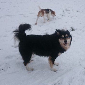 Das Bild zeigt den Hund eines unserer Kunden