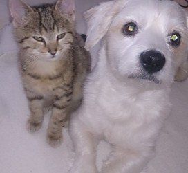 Das Bild zeigt den Hund eines unserer Kunden