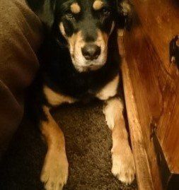 Das Bild zeigt den Hund eines unserer Kunden