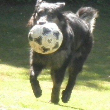 Das Bild zeigt den Hund eines unserer Kunden