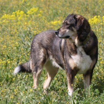 Das Bild zeigt den Hund eines unserer Kunden