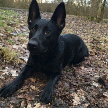 Das Bild zeigt den Hund eines unserer Kunden