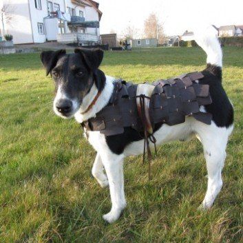 Das Bild zeigt den Hund eines unserer Kunden