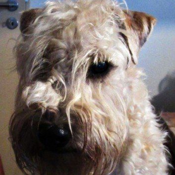 Das Bild zeigt den Hund eines unserer Kunden