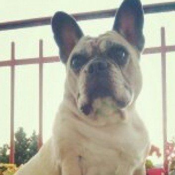 Das Bild zeigt den Hund eines unserer Kunden