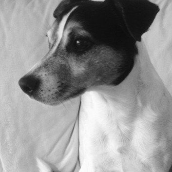 Das Bild zeigt den Hund eines unserer Kunden