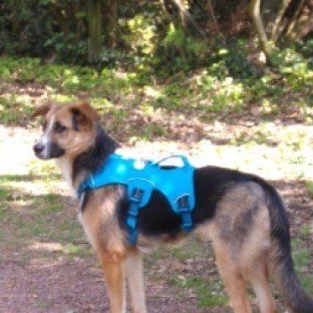 Das Bild zeigt den Hund eines unserer Kunden