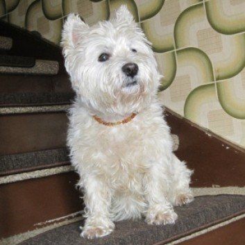 Das Bild zeigt den Hund eines unserer Kunden