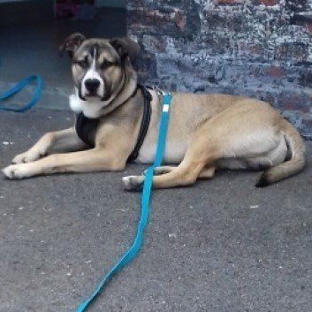 Das Bild zeigt den Hund eines unserer Kunden