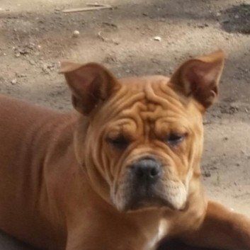 Das Bild zeigt den Hund eines unserer Kunden