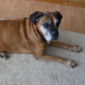 Das Bild zeigt den Hund eines unserer Kunden