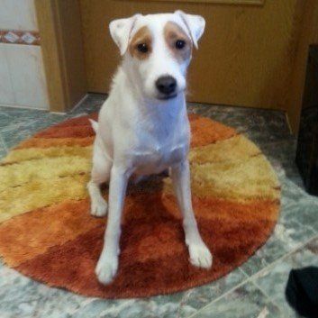 Das Bild zeigt den Hund eines unserer Kunden