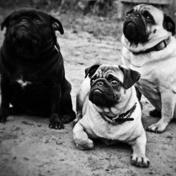 Das Bild zeigt den Hund eines unserer Kunden