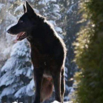 Das Bild zeigt den Hund eines unserer Kunden