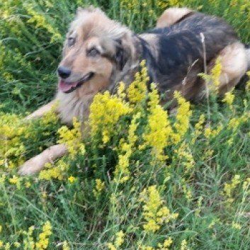 Das Bild zeigt den Hund eines unserer Kunden