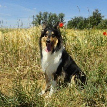 Das Bild zeigt den Hund eines unserer Kunden