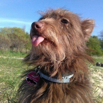 Das Bild zeigt den Hund eines unserer Kunden