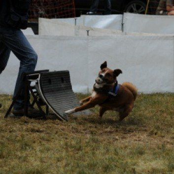 Das Bild zeigt den Hund eines unserer Kunden